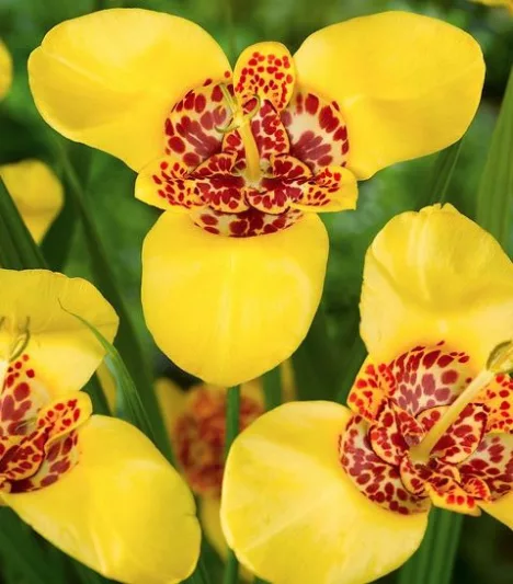 Tigridia pavonia 'Aurea', Peacock Flower 'Aurea', Tiger Flower 'Aurea', Jockey's Cap Lily 'Aurea', Mexican Shell Flower 'Aurea', Yellow flowers, Exotic flowers