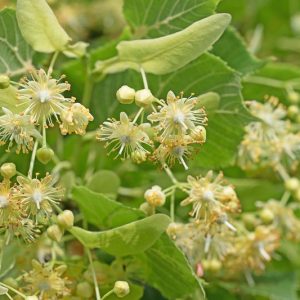 Tilia cordata, Littleleaf Linden, Little-Leaf Linden, Small Leaf Lime Tree, Small-Leaved Lime , Deciduous Tree