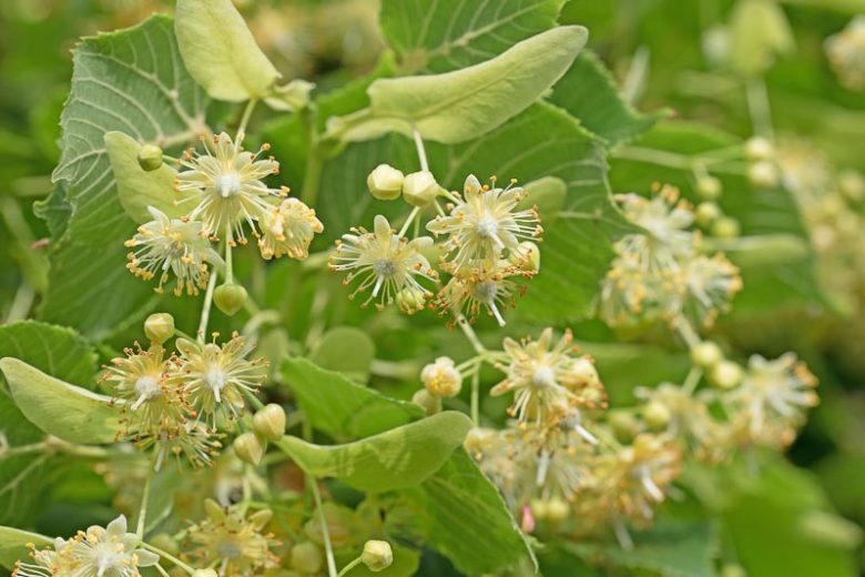 Tilia cordata, Littleleaf Linden, Little-Leaf Linden, Small Leaf Lime Tree, Small-Leaved Lime , Deciduous Tree