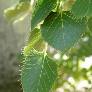 Tilia henryana, Henry's Lime, Deciduous Tree, Fall Color