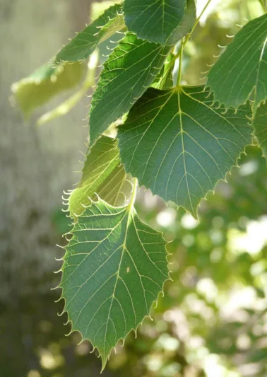 Tilia henryana, Henry's Lime, Deciduous Tree, Fall Color