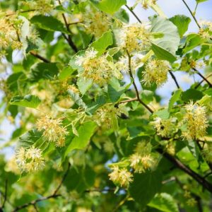 Tilia platyphyllos, Large-Leaved Linden, Large-Leaved Lime, Largeleaf Linden, Broad-Leaved Lime, Deciduous Tree, Fall Color