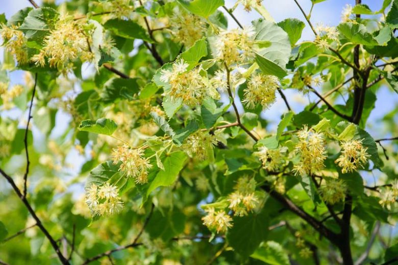 Tilia platyphyllos, Large-Leaved Linden, Large-Leaved Lime, Largeleaf Linden, Broad-Leaved Lime, Deciduous Tree, Fall Color