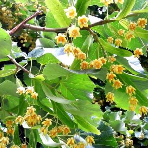 Tilia tomentosa, Silver Linden, Silver Lime, European White Lime, White Lime, Deciduous Tree, Fall Color