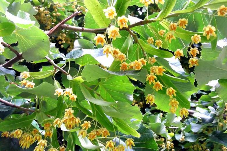 Tilia tomentosa, Silver Linden, Silver Lime, European White Lime, White Lime, Deciduous Tree, Fall Color