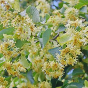 Tilia x euchlora, Caucasian Linden,  Caucasian Lime, Crimean lime , Deciduous Tree, Fall Color
