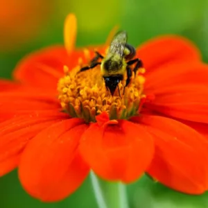 Tithonia Rotundifolia, Mexican Sunflower, goldflower of the Incas, Mexican Marigold, Tithonia Speciosa, Tithonia Fiesta del Sol, Tithonia Torch, annual plant, Annual Plants