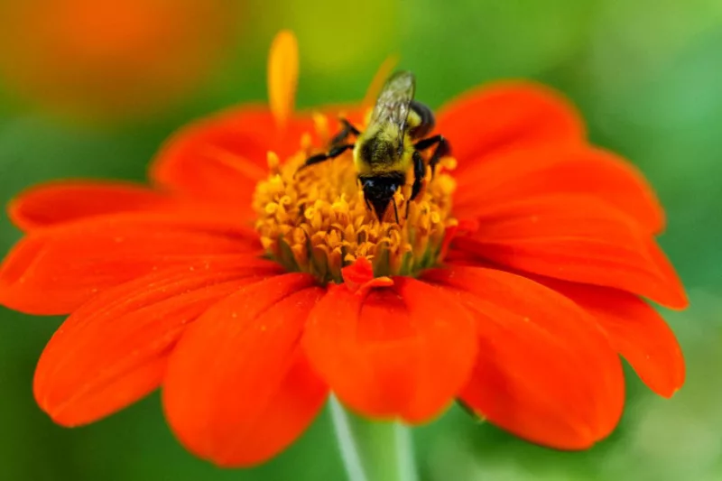 Tithonia Rotundifolia, Mexican Sunflower, goldflower of the Incas, Mexican Marigold, Tithonia Speciosa, Tithonia Fiesta del Sol, Tithonia Torch, annual plant, Annual Plants