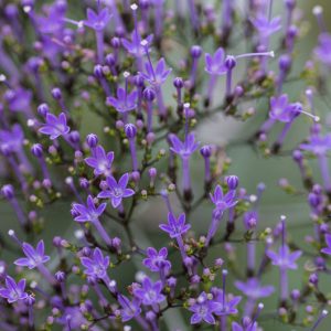 Trachelium caeruleum, Blue Throatwort, Throatwort, Blue flowers