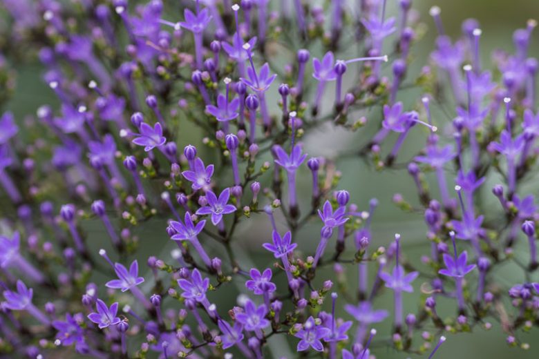 Trachelium caeruleum, Blue Throatwort, Throatwort, Blue flowers