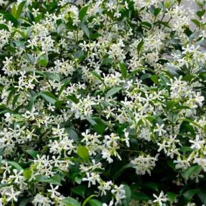 Trachelospermum asiaticum, Asiatic Jasmine, Dwarf Confederate Jasmine, Japanese Star Jasmine, Trachelospermum asiaticum majus, Trachelospermum majus Nakai, Fragrant vine, Fragrant groundcover, White flowers