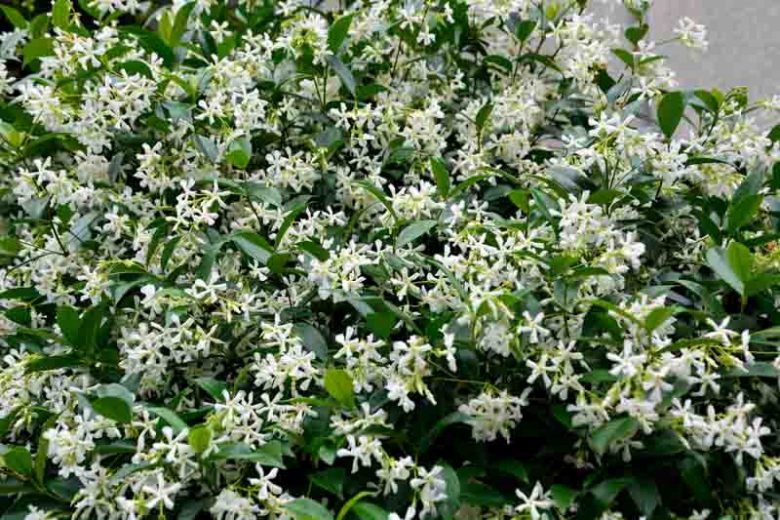 Trachelospermum asiaticum, Asiatic Jasmine, Dwarf Confederate Jasmine, Japanese Star Jasmine, Trachelospermum asiaticum majus, Trachelospermum majus Nakai, Fragrant vine, Fragrant groundcover, White flowers