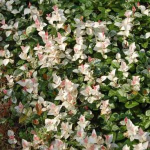 Trachelospermum asiaticum Snow-N-Summer, Asiatic Jasmine Snow-N-Summer, Dwarf Confederate Jasmine Snow-N-Summer, Japanese Star Jasmine, Tricolor Jasmine, Fragrant vine, Fragrant groundcover, White flowers