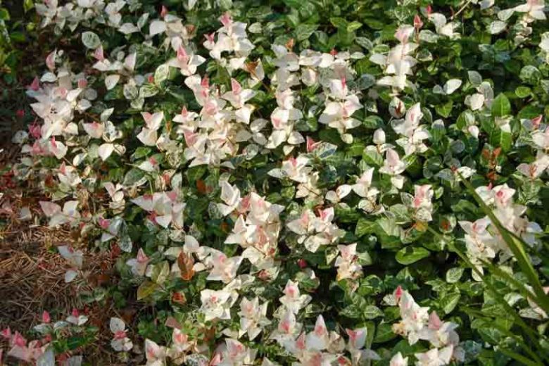 Trachelospermum asiaticum Snow-N-Summer, Asiatic Jasmine Snow-N-Summer, Dwarf Confederate Jasmine Snow-N-Summer, Japanese Star Jasmine, Tricolor Jasmine, Fragrant vine, Fragrant groundcover, White flowers