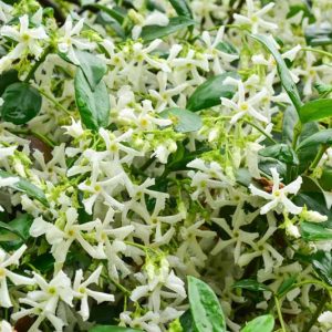Chinese Ivy, Chinese Jasmine, Star Jasmine, Confederate Jasmine, Jasmin Rhynchospermum, Jasmin Rhyncospermum