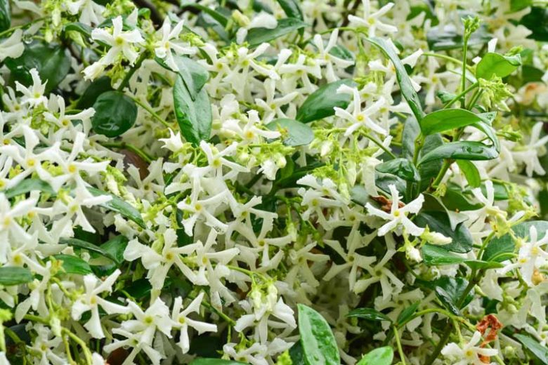 Chinese Ivy, Chinese Jasmine, Star Jasmine, Confederate Jasmine, Jasmin Rhynchospermum, Jasmin Rhyncospermum