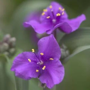 Tradescantia 'Concord Grape',  Spider Lily 'Concord Grape', Spiderwort 'Concord Grape', Blue Flowers, Purple Flowers