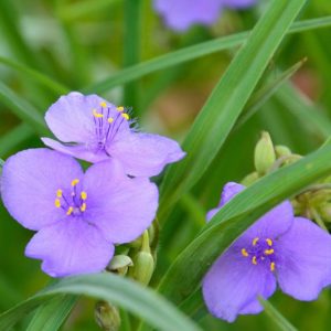 Tradescantia ohiensis, Ohio Spiderwort, Blue Jacket, Blue Flowers, Purple Flowers