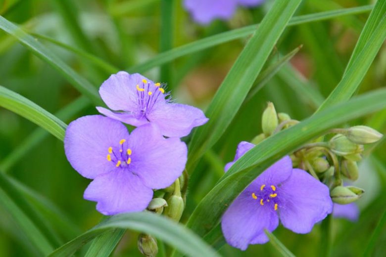 Tradescantia ohiensis, Ohio Spiderwort, Blue Jacket, Blue Flowers, Purple Flowers