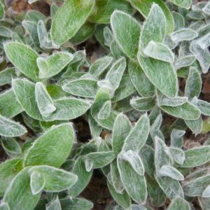 Tradescantia sillamontana, White Velvet, White Gossamer Plant, Hairy Wandering Jew, Cobweb Spiderwort