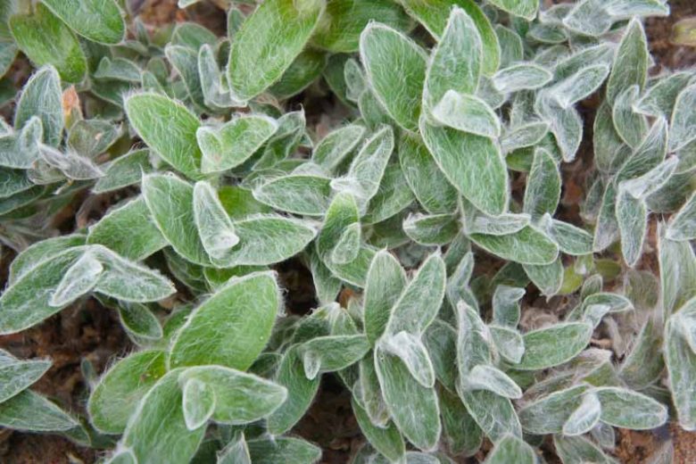 Tradescantia sillamontana, White Velvet, White Gossamer Plant, Hairy Wandering Jew, Cobweb Spiderwort