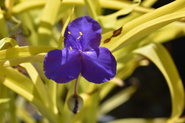 Tradescantia 'Sweet Kate',  Spider Lily 'Sweet Kate', Spiderwort 'Sweet Kate', Blue Flowers, Purple Flowers, Yellow Foliage, Golden Foliage