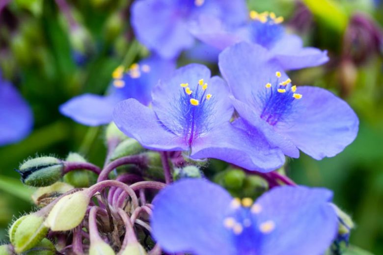Tradescantia virginiana, Virginia Spiderwort, Spider Lily, Blue Flowers, Purple Flowers