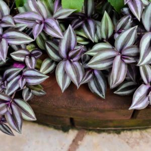 Tradescantia zebrina, Wandering Jew, Silver Inch Plant, Tradescantia pendula, Tradescantia tricolor, Tradescantia zebrina pendula