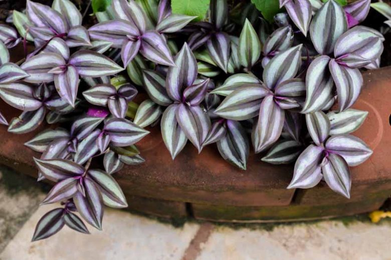 Tradescantia zebrina, Wandering Jew, Silver Inch Plant, Tradescantia pendula, Tradescantia tricolor, Tradescantia zebrina pendula