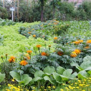 Trap crop, Trap Cropping, Pest Control, Companion Planting
