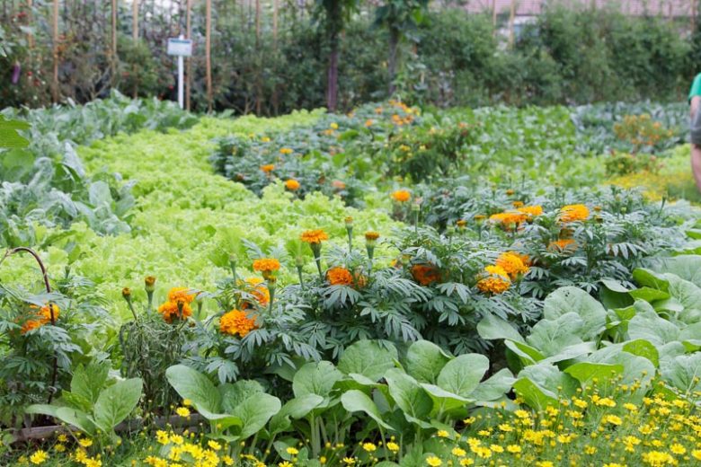 Trap crop, Trap Cropping, Pest Control, Companion Planting