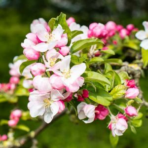 spring tree, fall tree, winter tree, summer tree, 4 season tree, four season tree