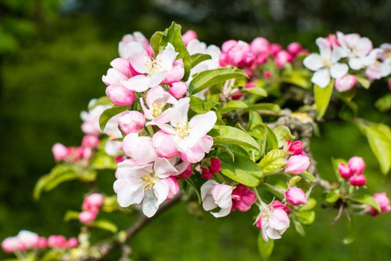 spring tree, fall tree, winter tree, summer tree, 4 season tree, four season tree