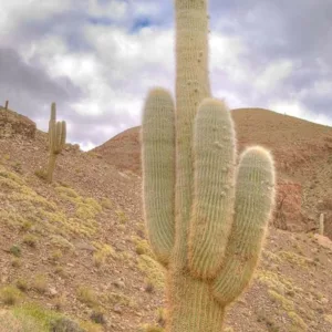 Trichocereus pasacana, Pasacana Tree Cactus, Pasakana, Pasacana Cactus, Thistle, Candelabra Cactus, Echinopsis atacamensis subs. pasacana, Columnar Cactus, Columnar Succulent