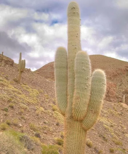 Trichocereus pasacana, Pasacana Tree Cactus, Pasakana, Pasacana Cactus, Thistle, Candelabra Cactus, Echinopsis atacamensis subs. pasacana, Columnar Cactus, Columnar Succulent