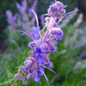 Trichostema lanatum,  Woolly Bluecurls, Romero, California Native, Blue Flowers, Drought Tolerant plant