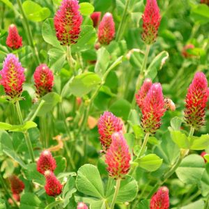 Trifolium incarnatum, Crimean Clover, Crimson Clover, Italian Clover, Napoleons, Scarlet Clover, German Clover, French Clover, Carnation Clover, Incarnate Clover