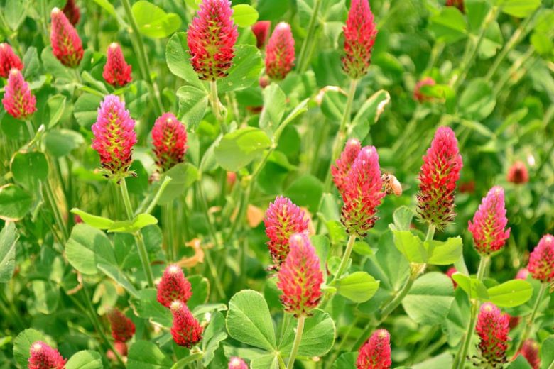 Trifolium incarnatum, Crimean Clover, Crimson Clover, Italian Clover, Napoleons, Scarlet Clover, German Clover, French Clover, Carnation Clover, Incarnate Clover