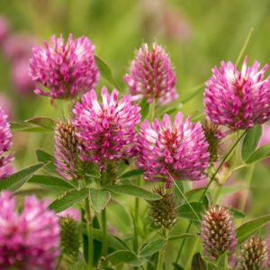 Trifolium pratense, Red Clover, Bee Bread, Broad-Leaved Clover, Clover Grass, Common Clover, Cow Grass, Marl Grass, Pinkies, Purplewort, Suckles, Sugar Plum
