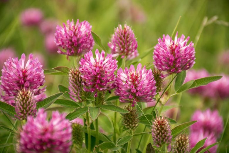 Trifolium pratense, Red Clover, Bee Bread, Broad-Leaved Clover, Clover Grass, Common Clover, Cow Grass, Marl Grass, Pinkies, Purplewort, Suckles, Sugar Plum