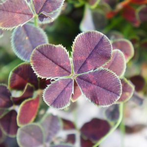 Trifolium repens 'Pentaphyllum', Black-Leaved Clover, Trifolium repens 'Atropurpureum', Trifolium repens 'Purpurascens Quadrifolium'