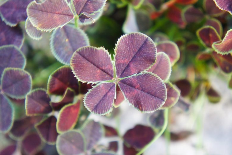 Trifolium repens 'Pentaphyllum', Black-Leaved Clover, Trifolium repens 'Atropurpureum', Trifolium repens 'Purpurascens Quadrifolium'