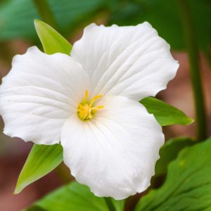 Trillium grandiflorum, White Trillium, American Wake-Robin, American Wood Lily, Large White Wood Lily , White Wake Robin, Wake-Robin, Snow Trillium