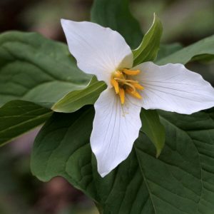 Trillium ovatum, Pacific Trillium, Pacific Wake-Robin, Western Trillium, Western Wake-Robin, Coast Trillium, Coast Wake-Robin, White Trillium, White Flowers