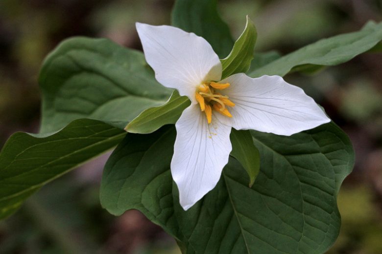 Trillium ovatum, Pacific Trillium, Pacific Wake-Robin, Western Trillium, Western Wake-Robin, Coast Trillium, Coast Wake-Robin, White Trillium, White Flowers