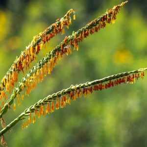 Tripsacum dactyloides, Eastern Gamagrass, Fakahatchee Grass, Eastern Gamma Grass, Eastern Mock Grama, Coix dactyloides, Perennial grass, Drought tolerant grass