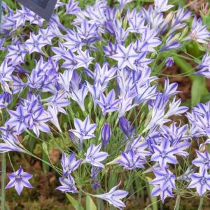 Triteleia Rudy, Rudy Triteleia, Ithuriel's Spear Rudy, Triplet Lily Rudy, Grassnut Rudy, Spring Bulbs, Spring Flowers, Blue Flowers