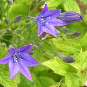 Triteleia Laxa, Ithuriel's Spear, Triplet Lily, Fool's Onion, Brodiaea Laxa, Grassnut, Blue Brodiaea, Bloomeria, Long Rayed Triteleia, Pretty Face, Starflower, Wild Hyacinth, Wally Baskets , Spring Bulbs, Spring Flowers, Blue Flowers