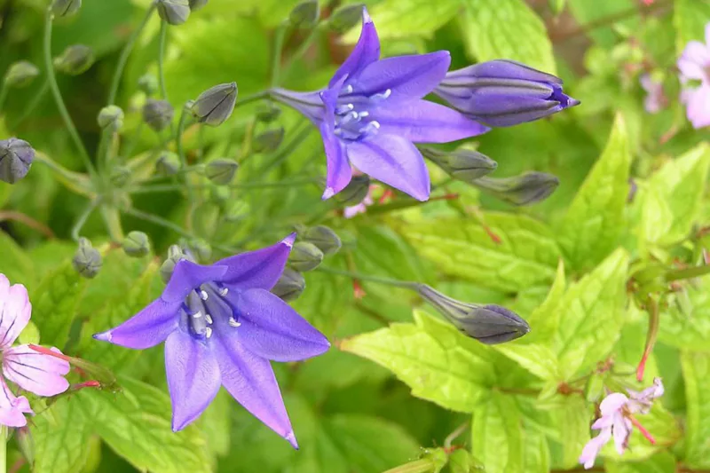 Triteleia Laxa, Ithuriel's Spear, Triplet Lily, Fool's Onion, Brodiaea Laxa, Grassnut, Blue Brodiaea, Bloomeria, Long Rayed Triteleia, Pretty Face, Starflower, Wild Hyacinth, Wally Baskets , Spring Bulbs, Spring Flowers, Blue Flowers