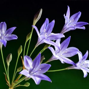 Triteleia Laxa Queen Fabiola, Triteleia Queen Fabiola, Ithuriel's Spear Queen Fabiola, Triplet Lily Queen Fabiola, Grassnut Queen Fabiola, Spring Bulbs, Spring Flowers, Blue Flowers